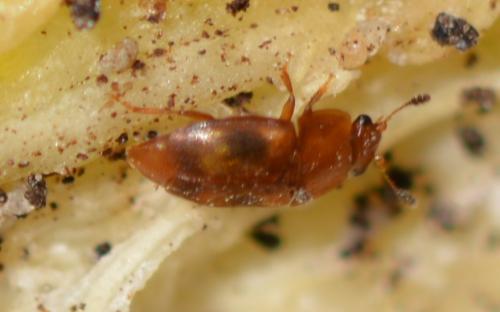 Epuraea ocularis
